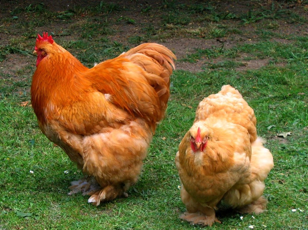 Tavuk Çiftliği Kurmak