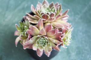 SGK’ya Borcu Olanlar Sağlık Hizmetinden Yararlanabilir mi? görseli