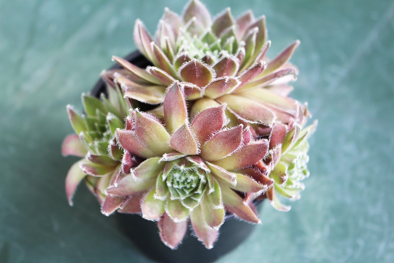 SGK’ya Borcu Olanlar Sağlık Hizmetinden Yararlanabilir mi? görseli