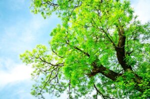 Çıraklık Sigortası Emekliliğe Dahil mi? görseli