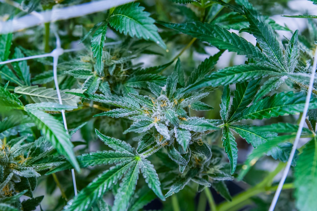 Tarım ve Hayvancılık Hibeleri 2026 ile ilgili görsel