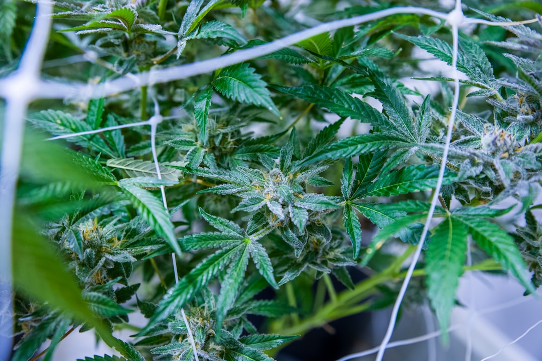 Tarım ve Hayvancılık Hibeleri 2026 görseli