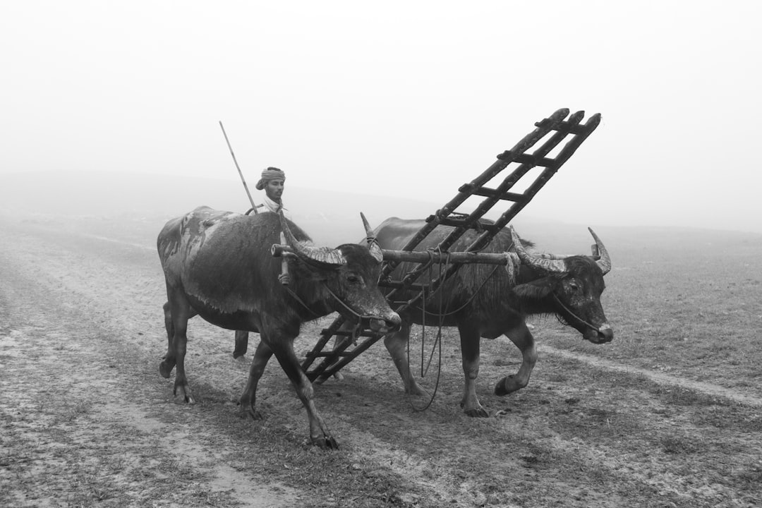 Ziraat Bankası Genç Çiftçi Kredisi Şartları ve Başvuru konusunda görsel